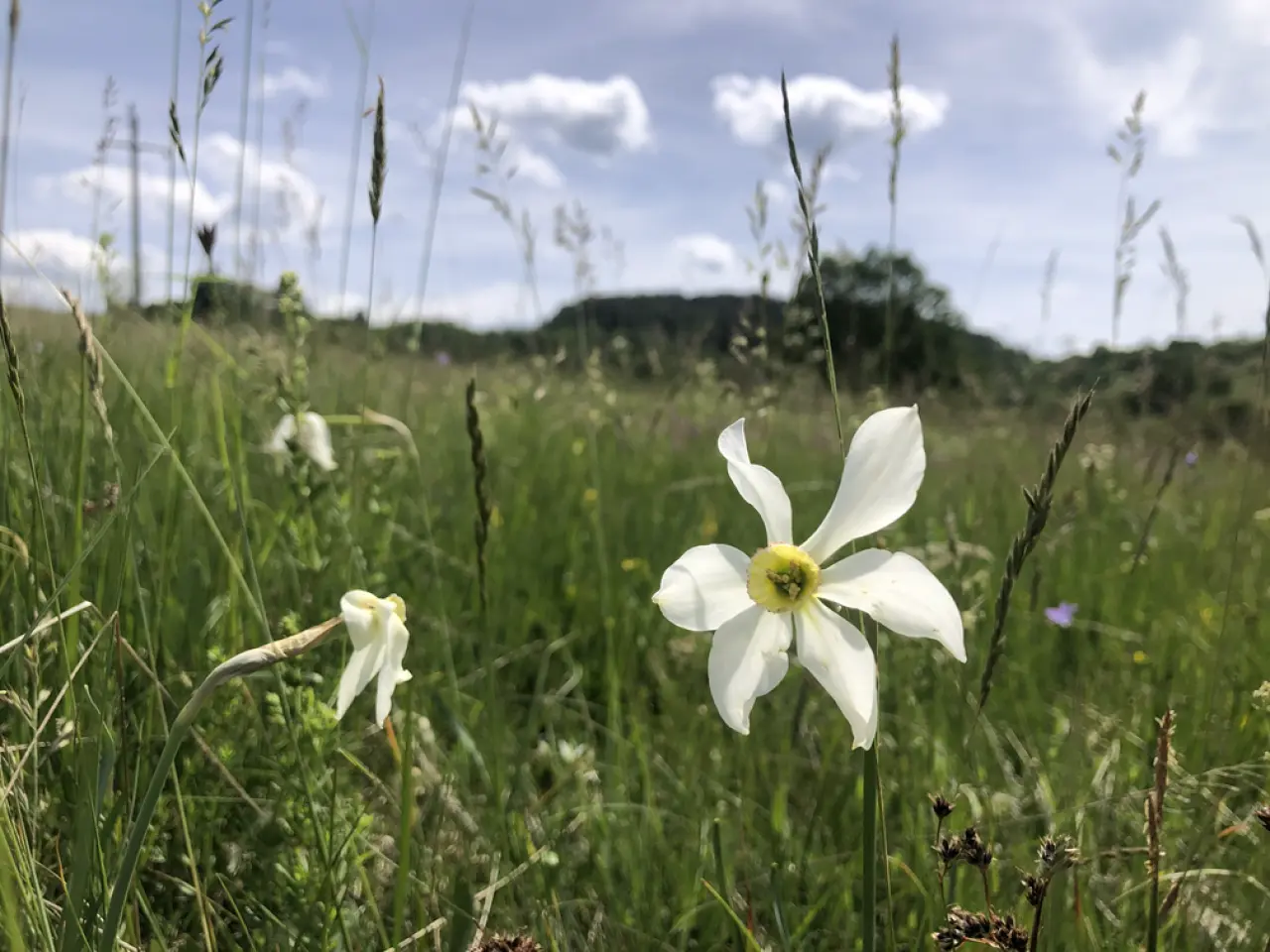 Odličan plac 60 ari Zlatibor Šljivovica - Čajetina